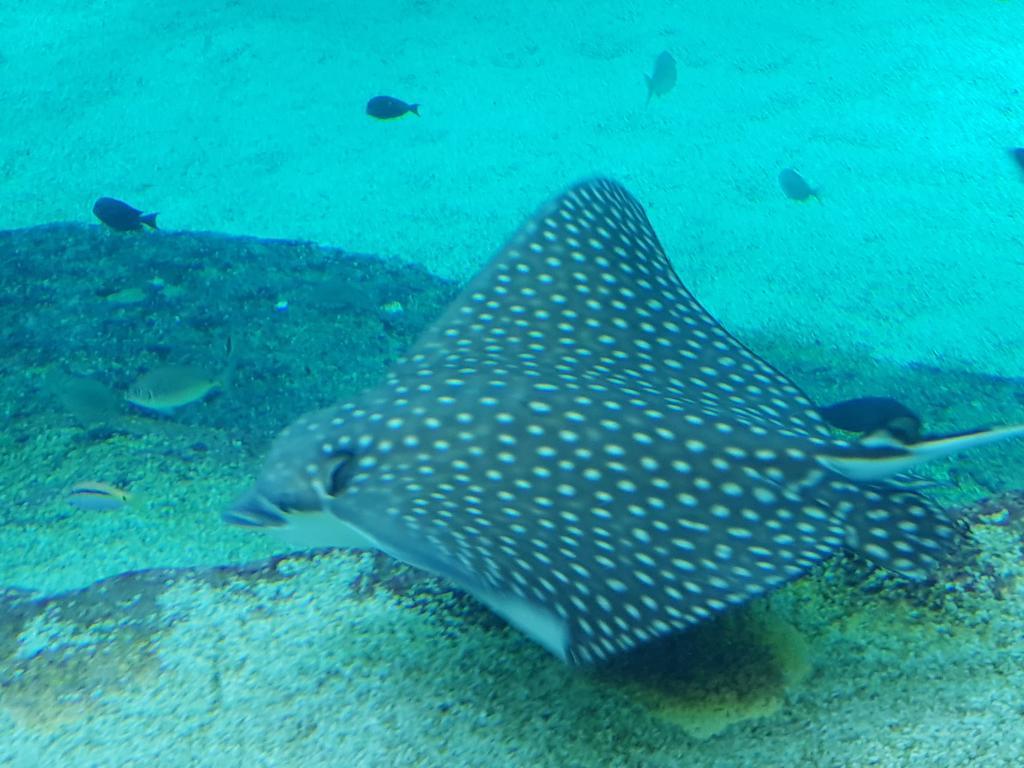 Koral Suite Eilat Kültér fotó