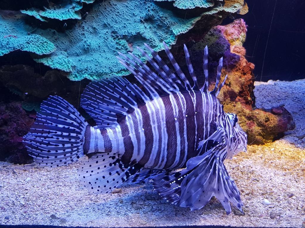 Koral Suite Eilat Kültér fotó
